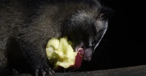 ハクビシンを自分で駆除・予防する方法を紹介