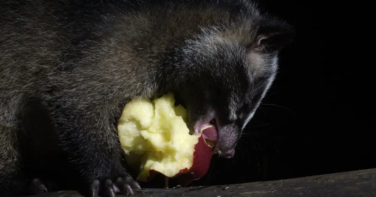 ハクビシンを自分で駆除・予防する方法を紹介
