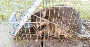 アライグマの駆除方法や生態を紹介