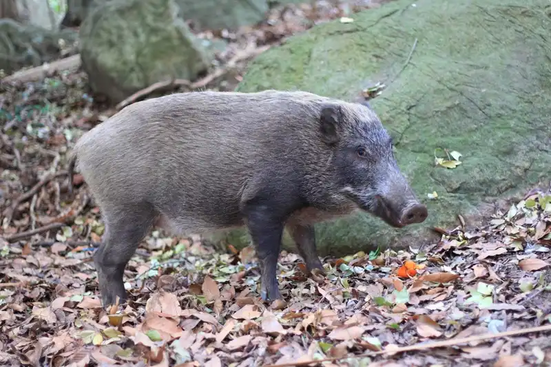 害獣対策が必要な動物6、イノシシ