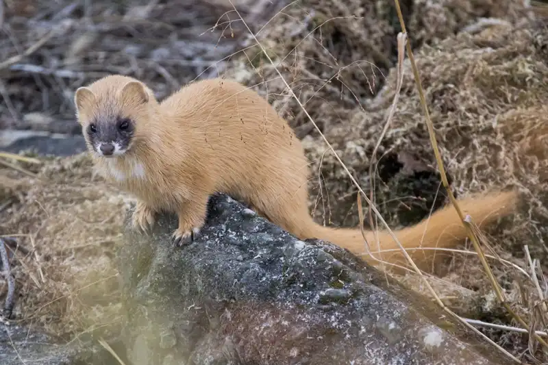 害獣対策が必要な動物3、イタチ