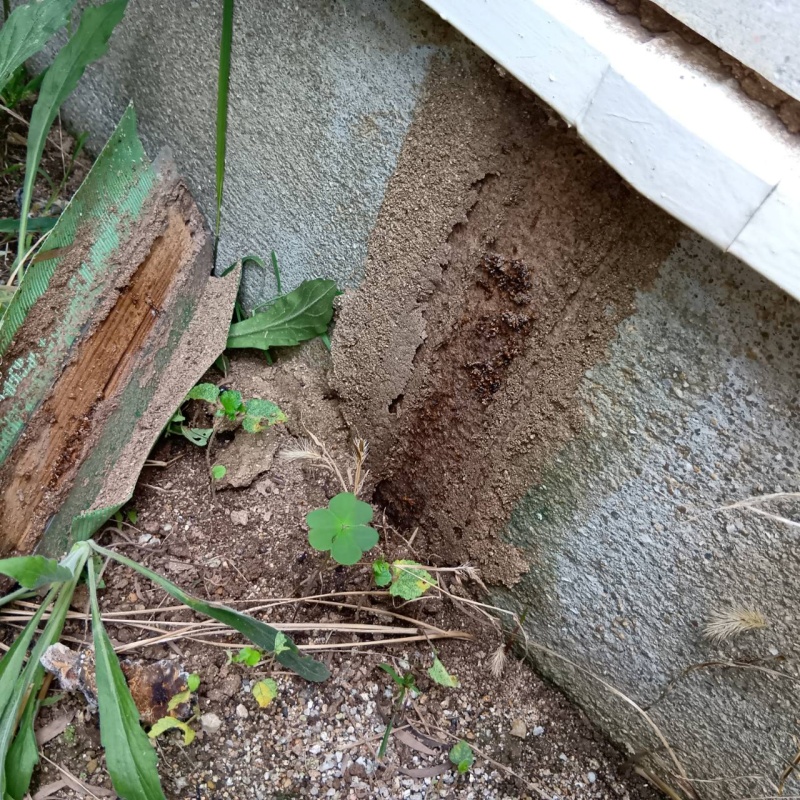 築年数21年のシロアリ駆除の施工事例（福岡県筑後市長浜）