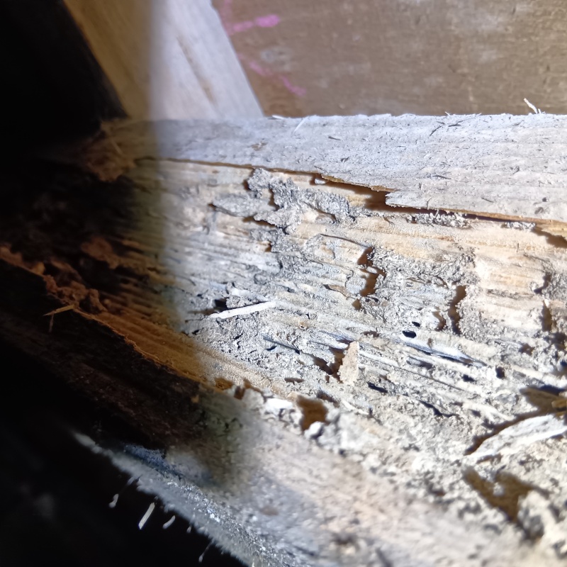 築年数50年のシロアリ駆除の施工事例（富山県富山市秋吉新町）