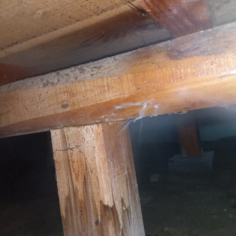 床下木材にシロアリ駆除剤を吹き付ける様子