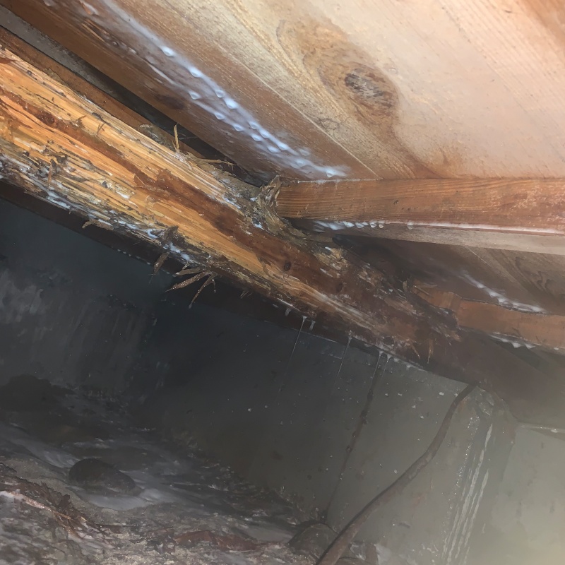 築年数50年のシロアリ駆除の施工事例（富山県富山市）
