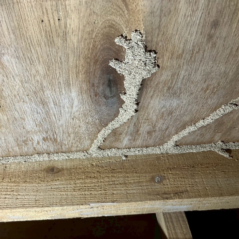 築年数30年のシロアリ駆除の施工事例（熊本県山鹿市名塚）