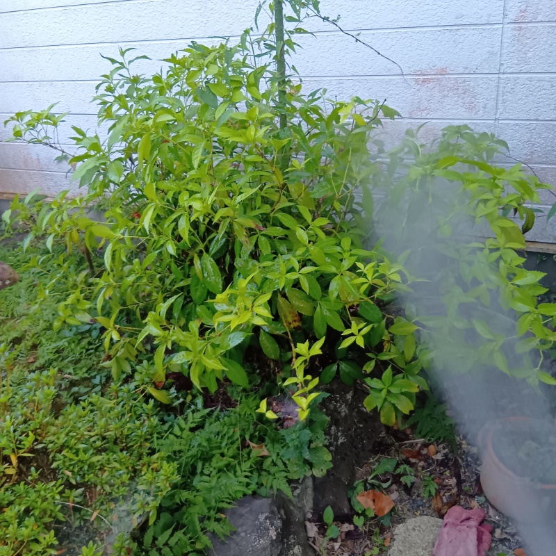 庭木にシロアリ駆除剤を散布
