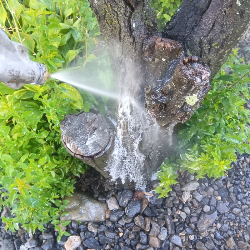 庭木にシロアリ駆除剤を散布