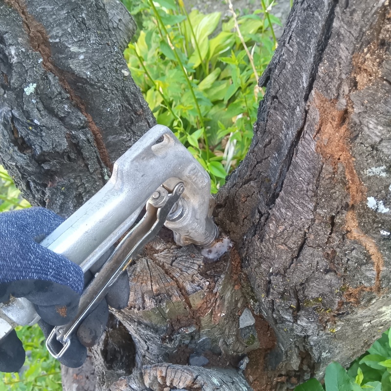庭木にシロアリ駆除剤を注入