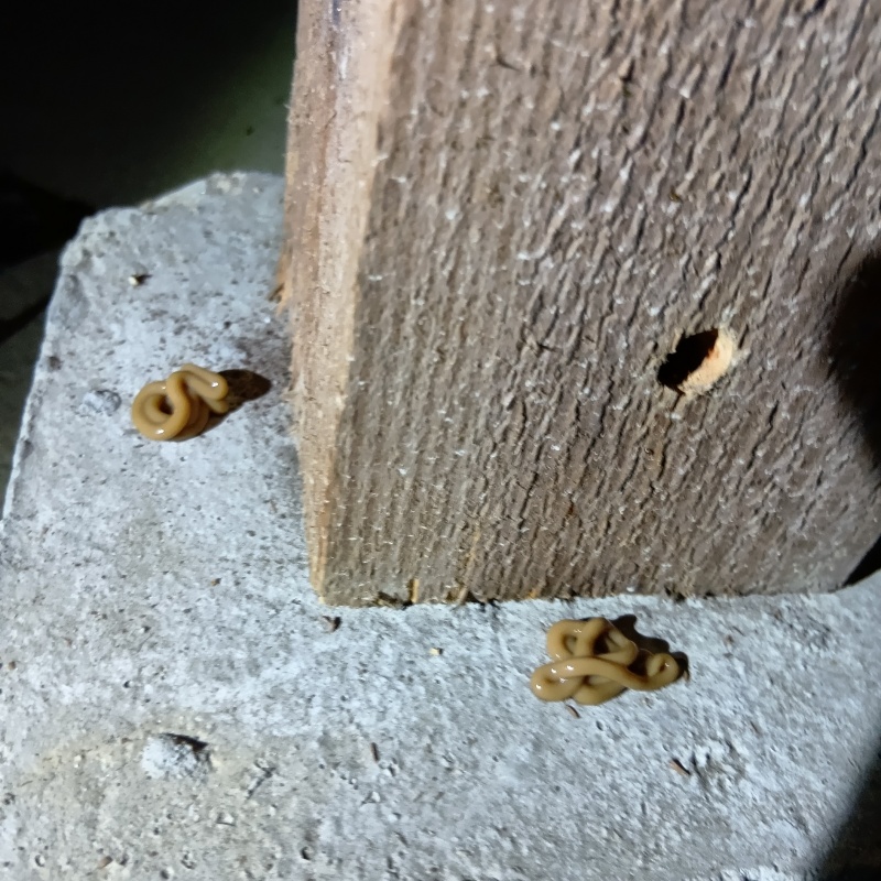 柱のまわりにベイト剤を設置