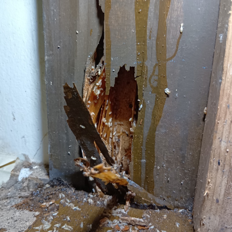 築年数25年のシロアリ駆除の施工事例（東京都西多摩郡瑞穂町箱根ケ崎西松原）