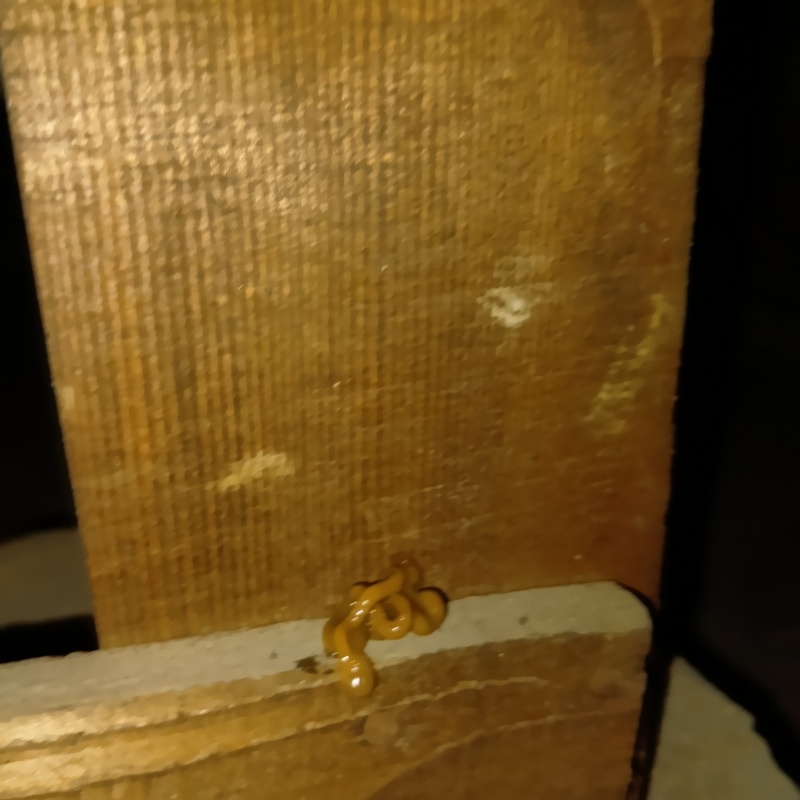 柱のまわりにベイト剤を設置