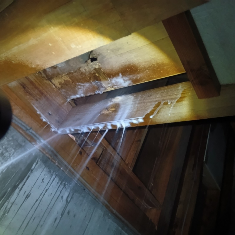 床下の木材にシロアリ駆除剤を散布