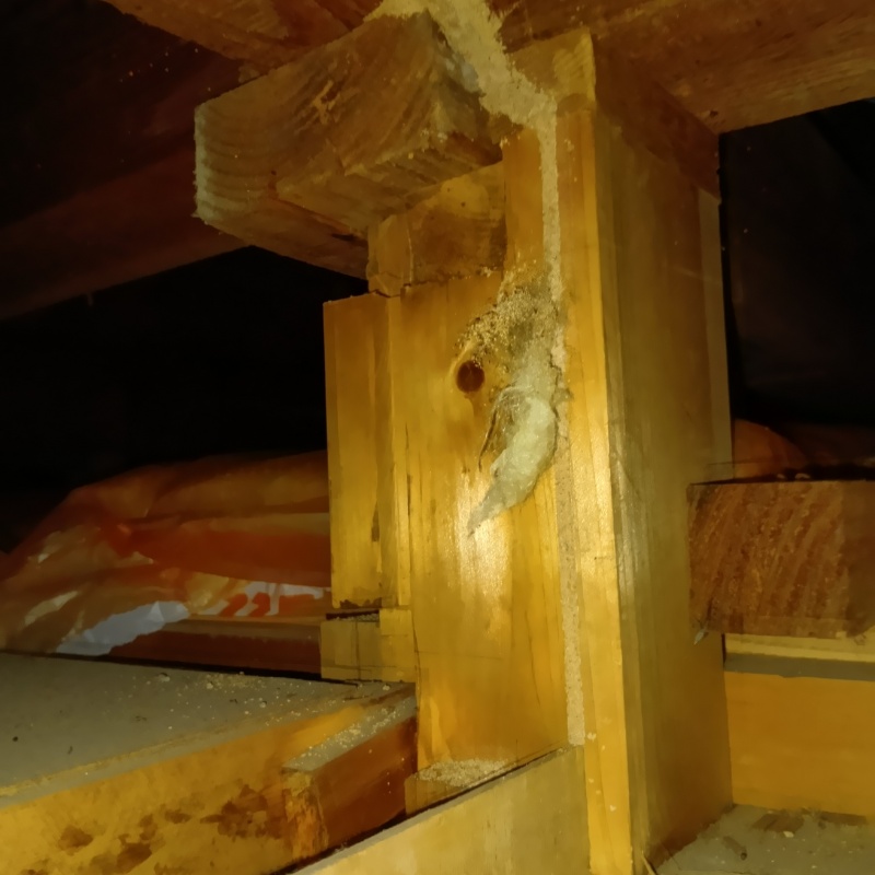 築年数50年のシロアリ駆除の施工事例（高知県高知市瀬戸東町）
