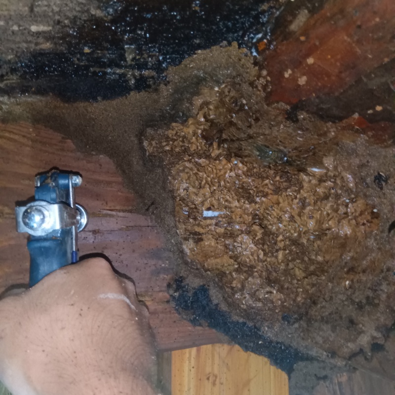 床下木材にシロアリ駆除剤を吹き付けている様子