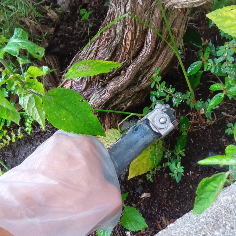 植木まわりにシロアリ駆除剤を散布