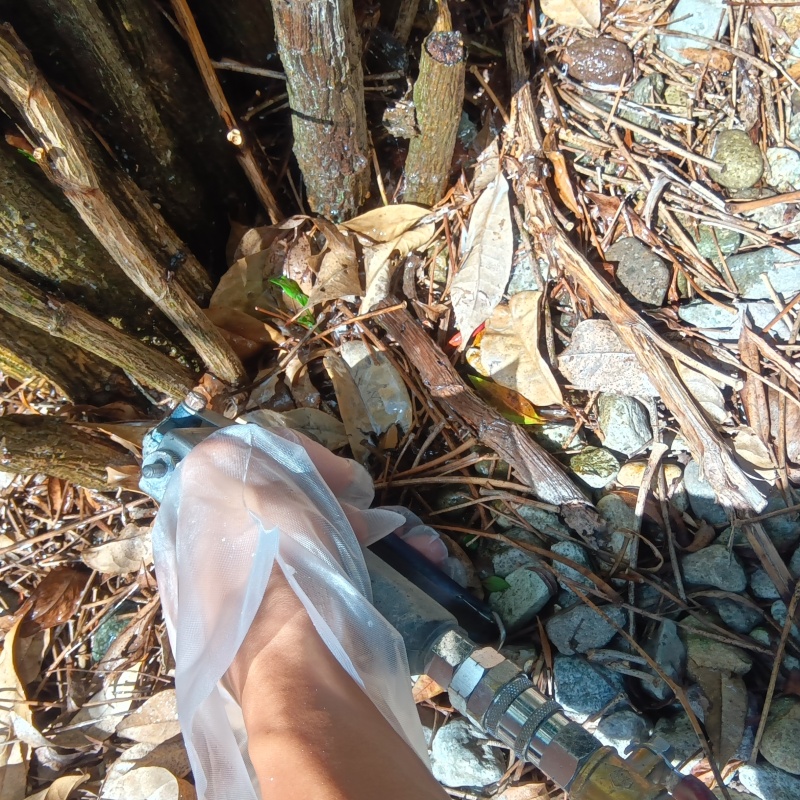 植木まわりにシロアリ駆除剤を吹きつける様子