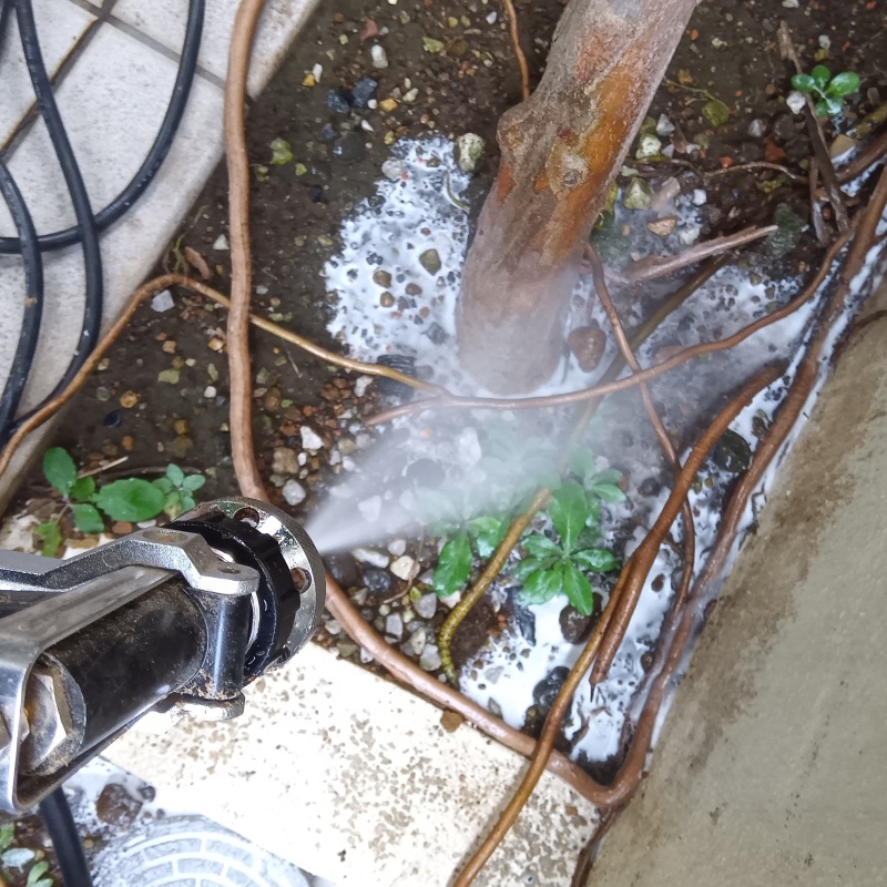 庭木にシロアリ駆除剤を散布