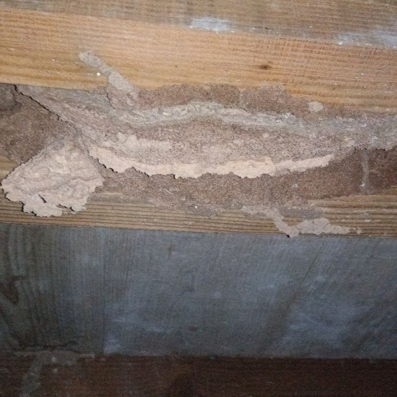 シロアリ駆除の施工事例（長崎県長崎市）