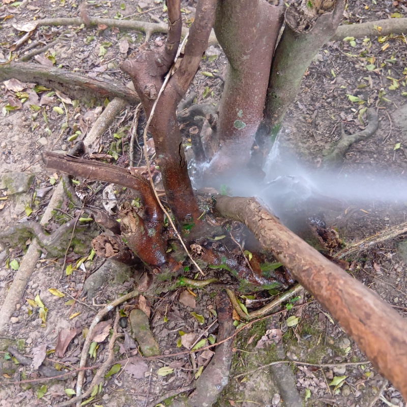 植木にシロアリ駆除剤を散布