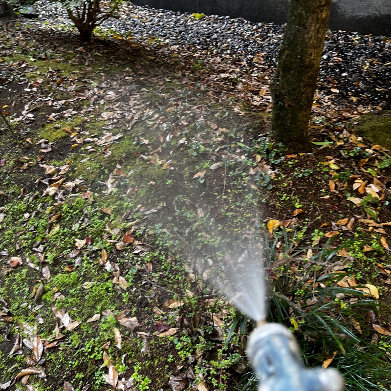 植木まわりにシロアリ駆除剤を吹き付ける様子