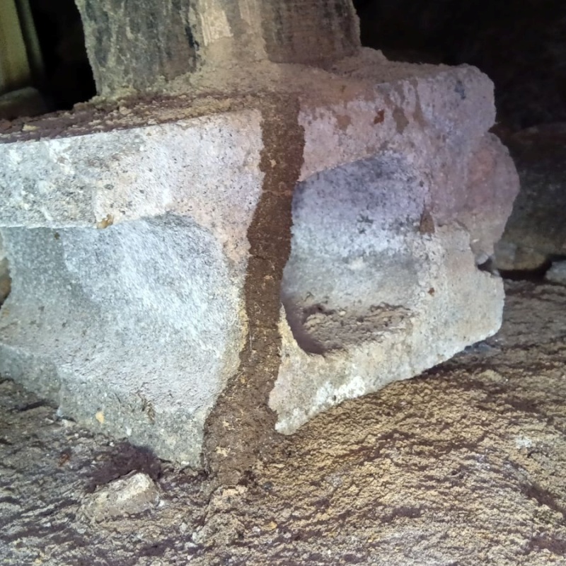 束石に作られた蟻道