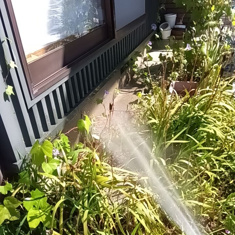 屋外の地面に防蟻剤を散布