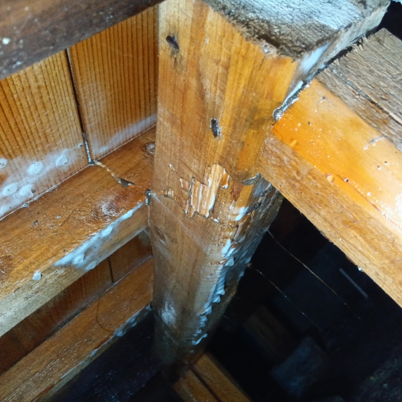 床下木材に防蟻剤を吹きつけた様子