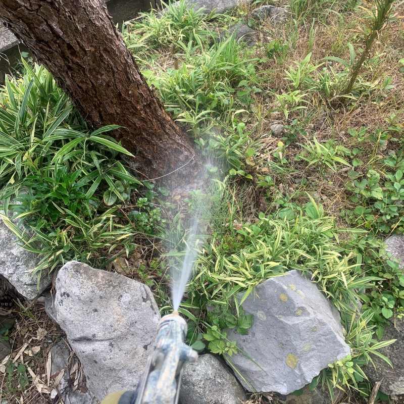 庭木にシロアリ駆除剤を散布