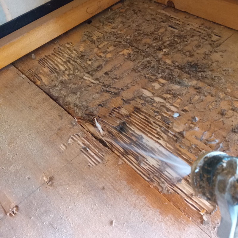 食害を受けた和室の床にシロアリ駆除剤を散布