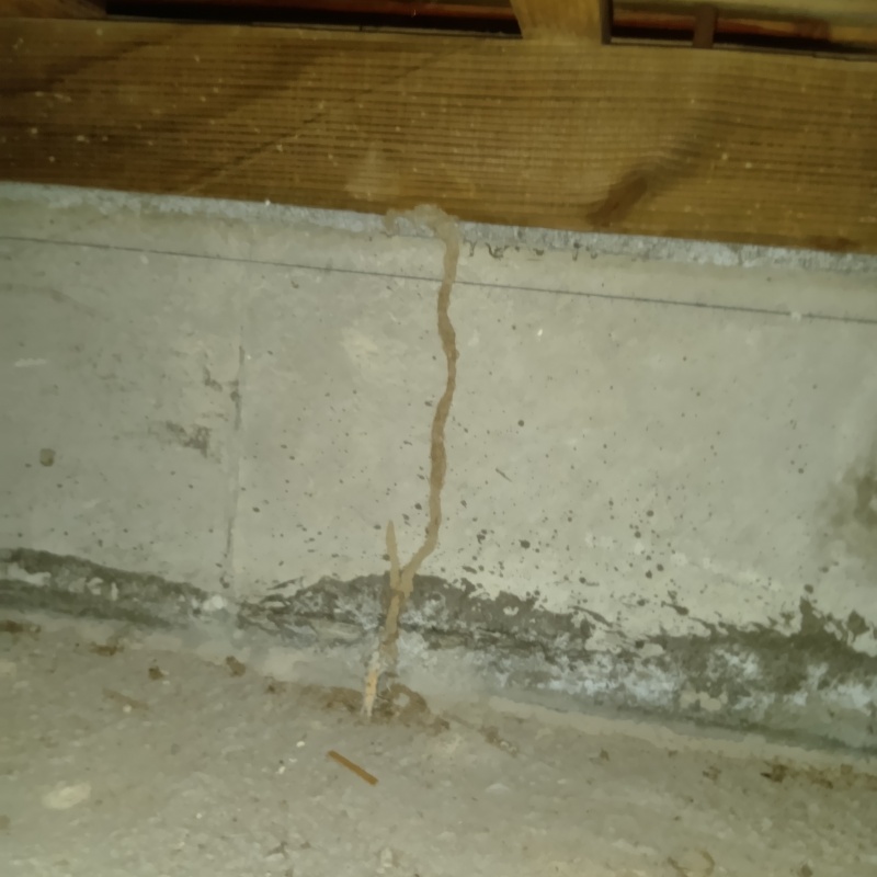 床下の基礎部分に作られた蟻道