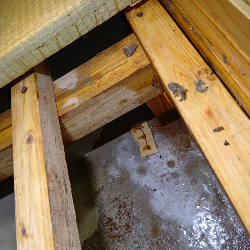 地面にシロアリ駆除剤を散布した様子