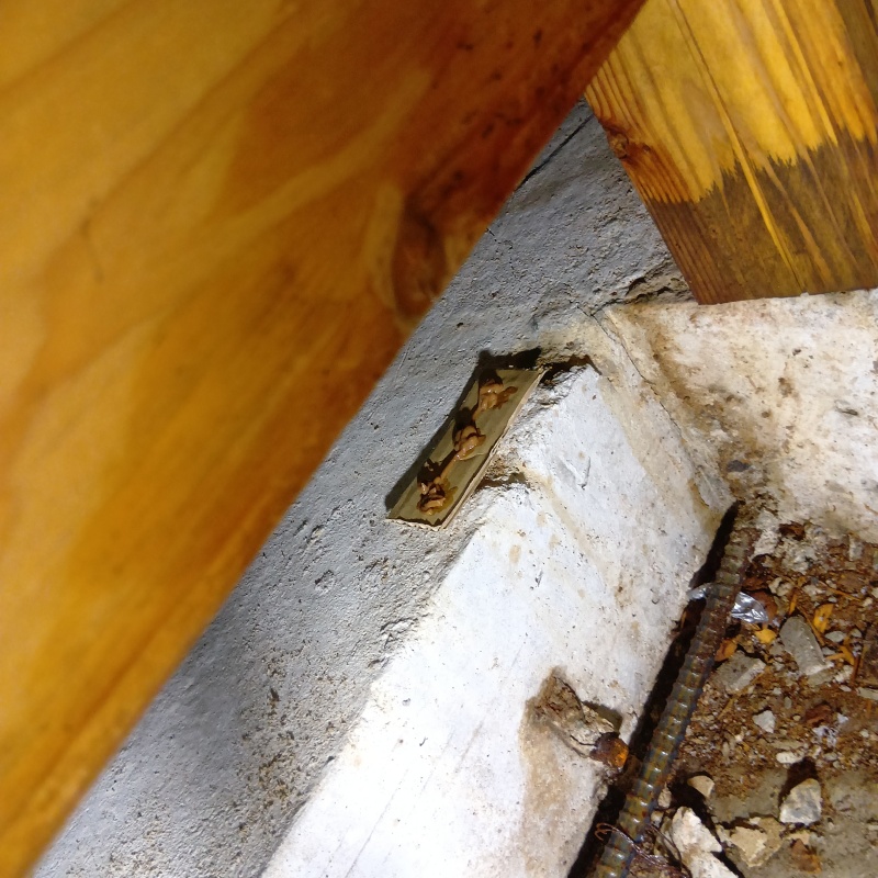 ゴキブリ用のベイト剤を設置