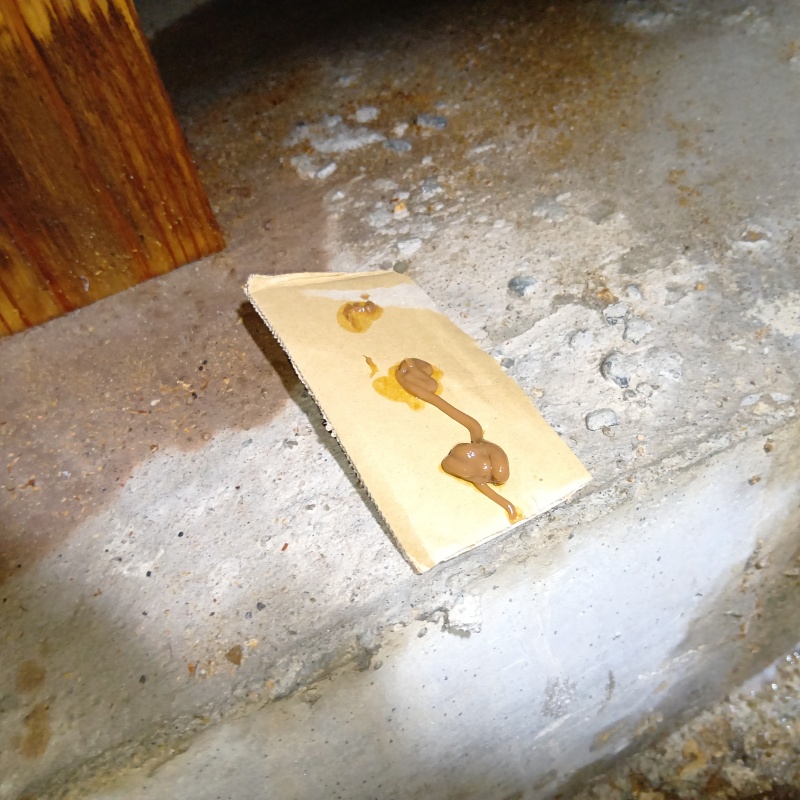 ゴキブリ用のベイト剤を設置した様子