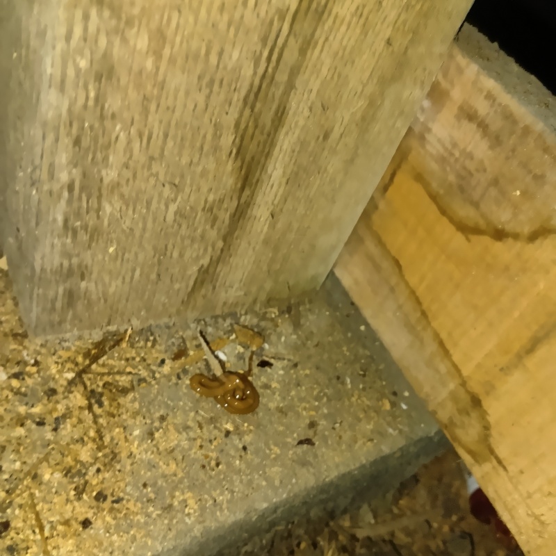 床下にゴキブリ用ベイト剤を設置