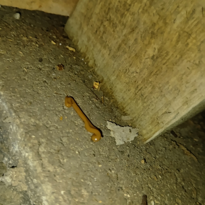 床下にゴキブリ用ベイト剤を設置