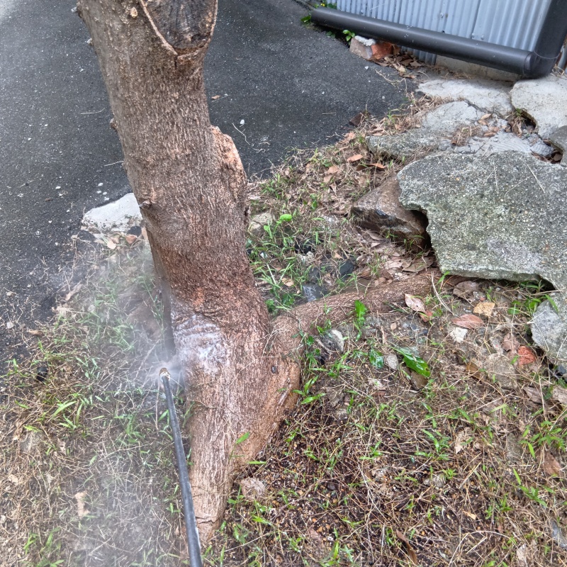 庭木のまわりにシロアリ駆除剤を散布