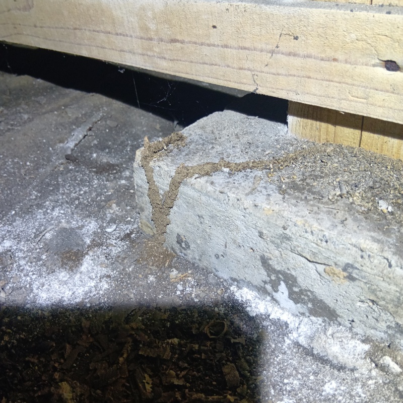 床下の束石に作られた蟻道