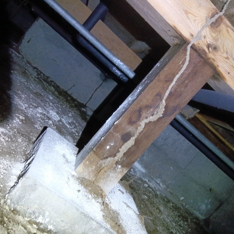 床束に作られた蟻道