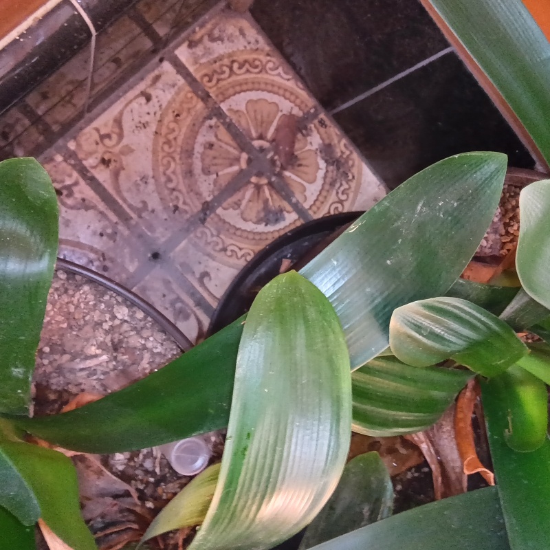 玄関床のタイルの目地からシロアリ駆除剤を注入