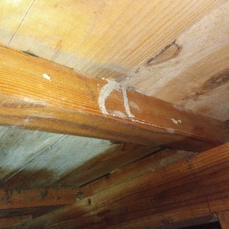床下の木材に作られた蟻道