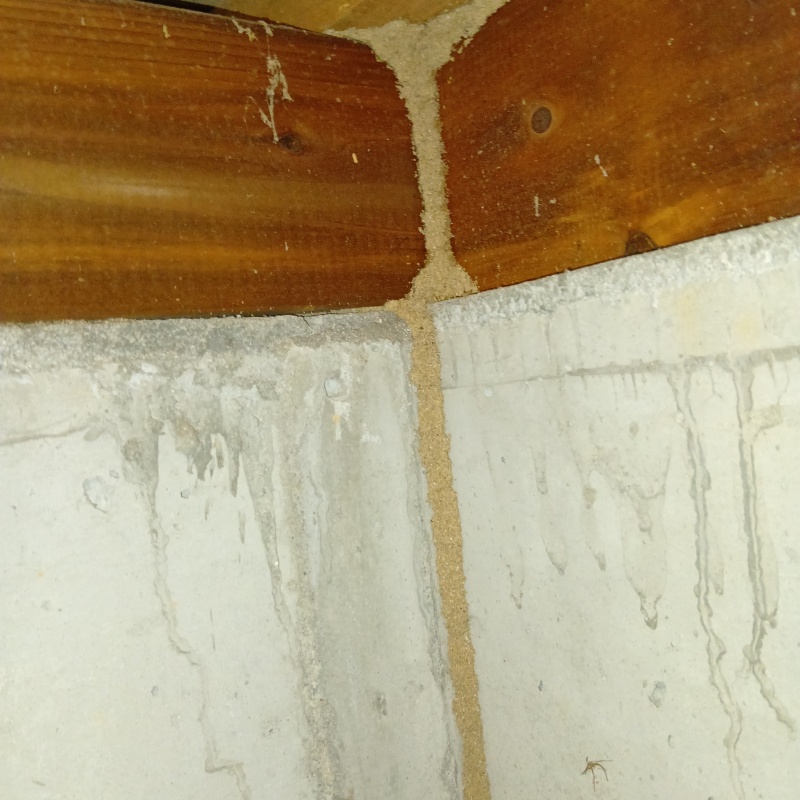 床下の基礎に作られた蟻道