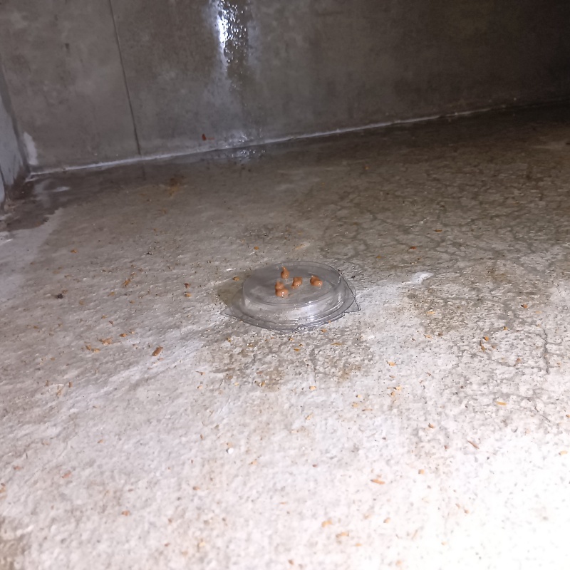 床下にゴキブリ用のベイト剤を設置