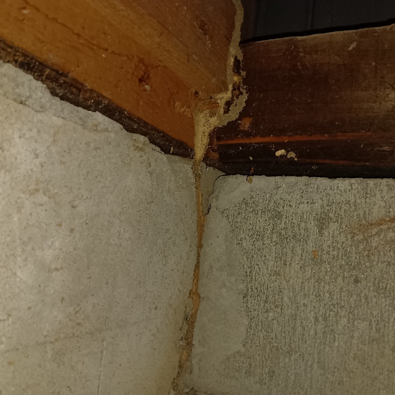 床下の基盤に作られた蟻道