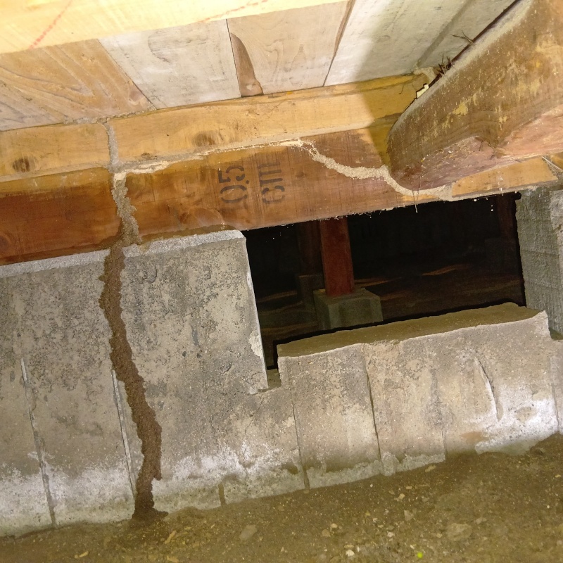 床下の基礎に作られた蟻道