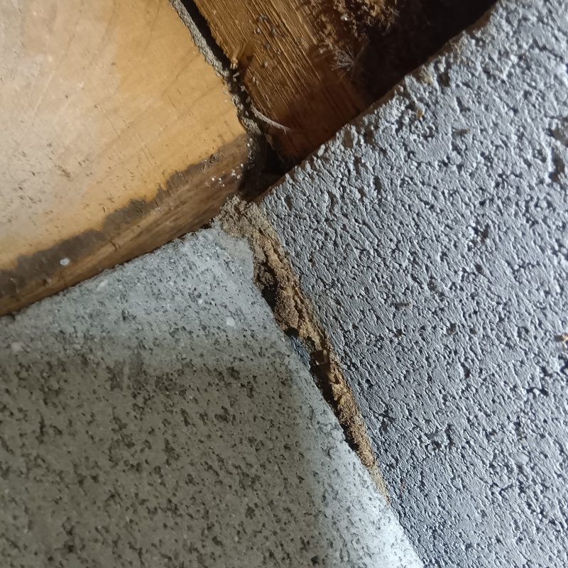 床下の基礎に作られた蟻道