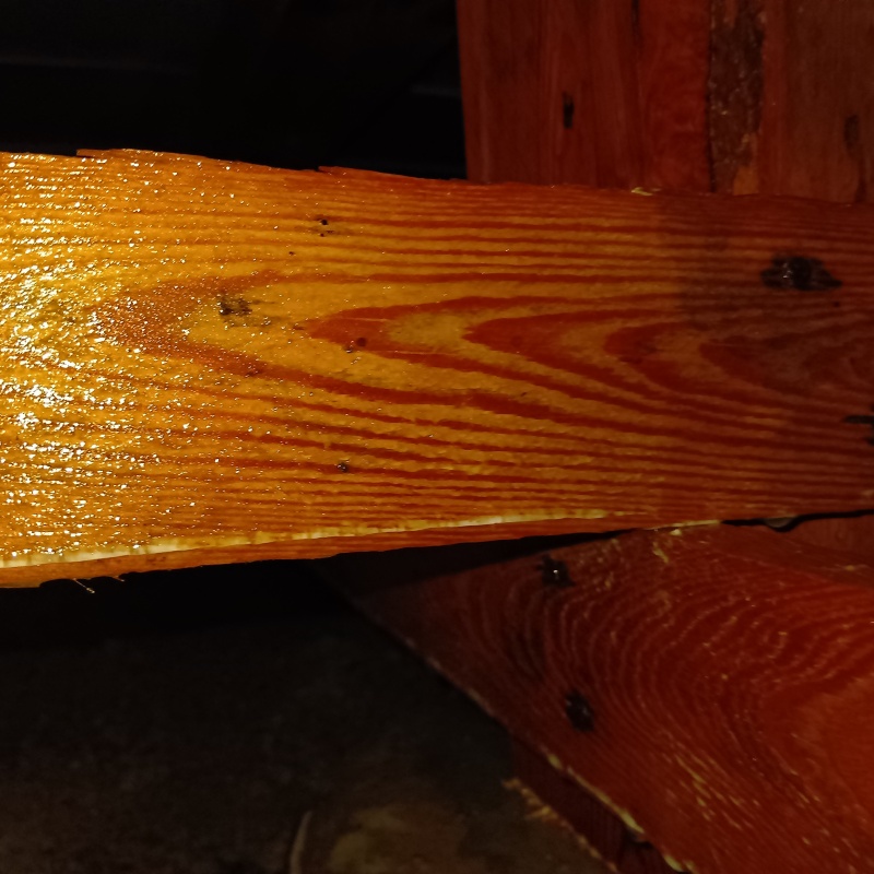 床下の木材にシロアリ駆除剤を浸透させている様子