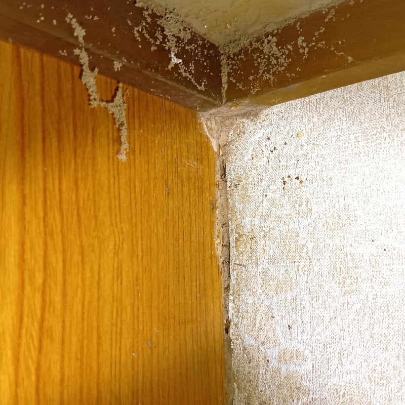 シロアリ駆除の施工事例（福岡県福岡市東区志賀島）