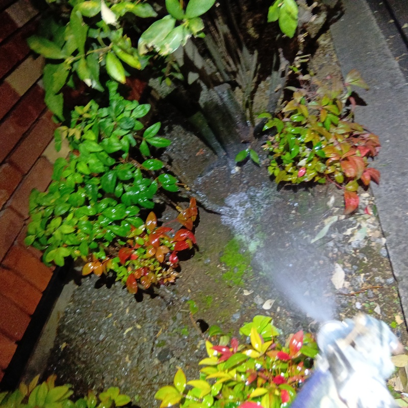 植木に防蟻剤を散布