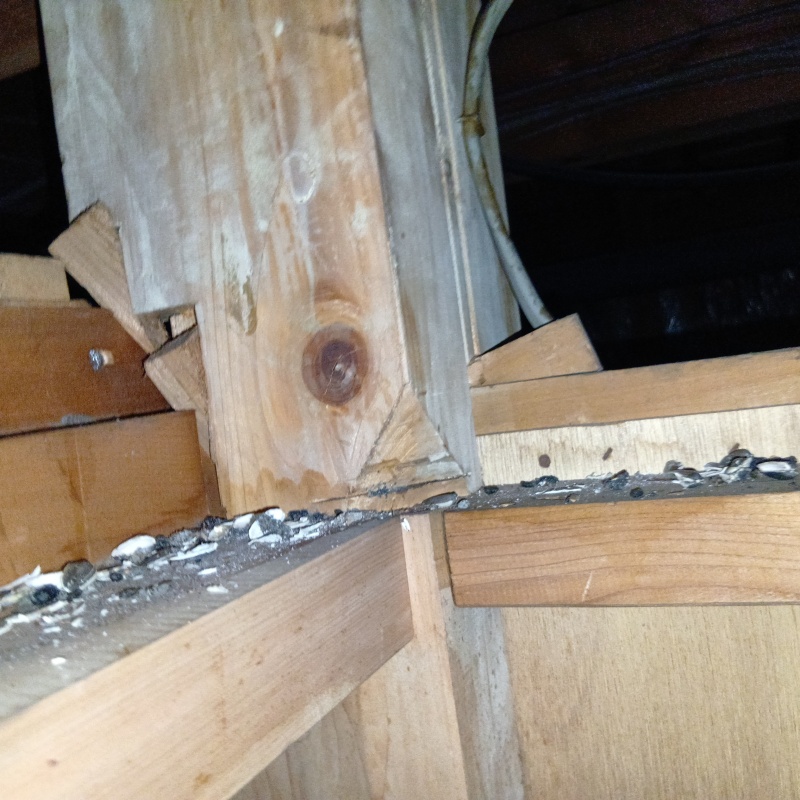 ネズミ駆除の施工事例（静岡県富士市伝法）